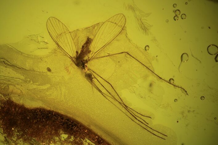 Detailed Fossil Cranefly (Limoniidae) In Baltic Amber #90866